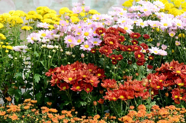 Chrysanthemum Flowers in the Garden. — Stock Photo, Image