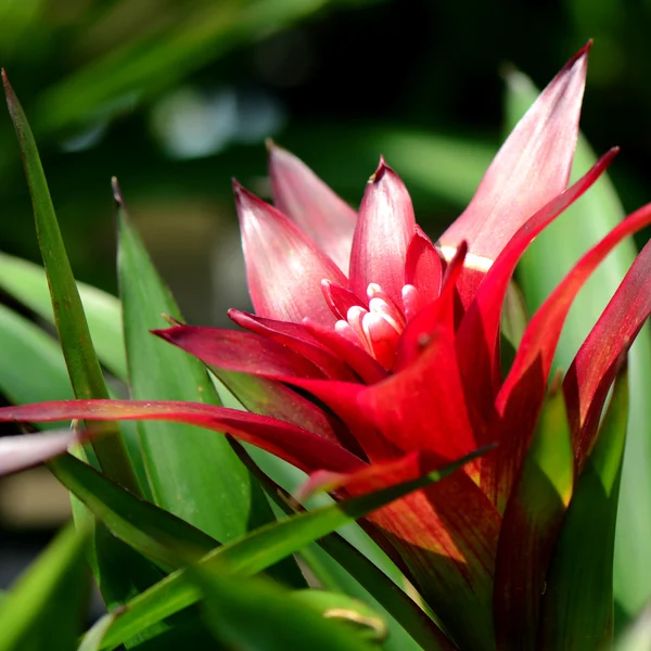 Urno rostlin nebo botanický. — Stock fotografie