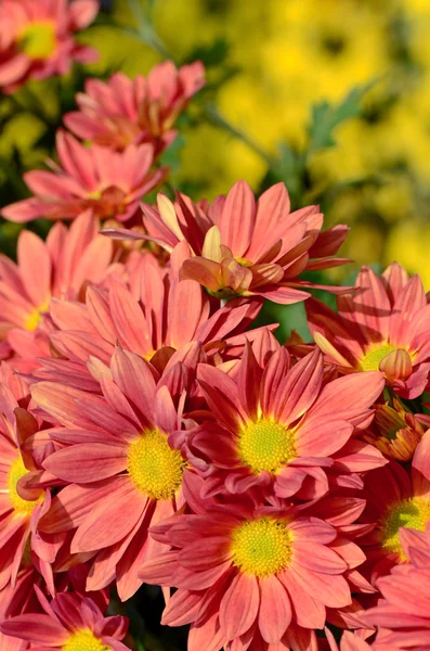 Orange Chrysanthemum n closed-up. — Stock Photo, Image