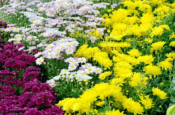 Chrysanthemum plantation Field. — Stock Photo, Image