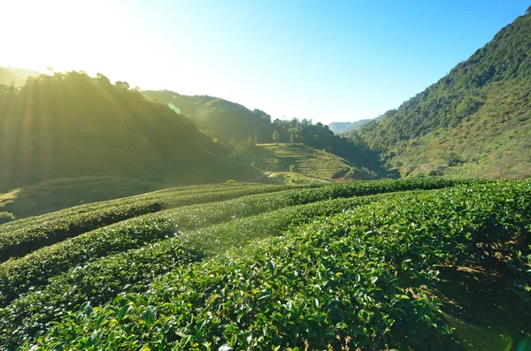 Campo de plantação de chá no vale . — Fotografia de Stock