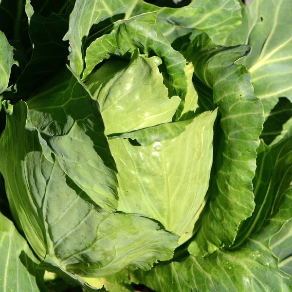 Col puntiaguda (Brassica oleraceae ). —  Fotos de Stock