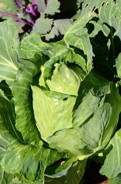 Pointed Cabbage (Brassica oleraceae).