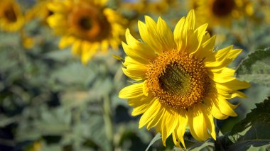 Çiçeği ayçiçeği ekimi alanı.