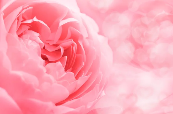 Roses in Soft Pastel Tone. — Stock Photo, Image