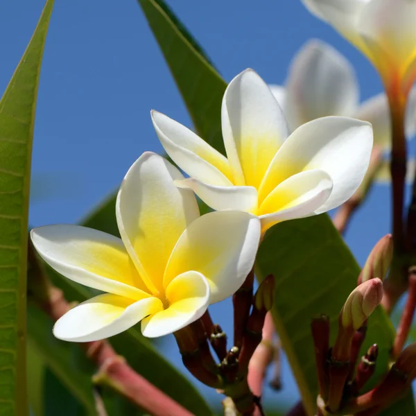 Frangipani flowers on bright sky background. — Stock Photo, Image