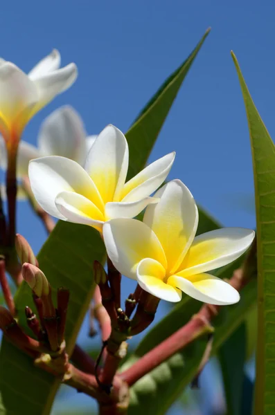 Frangipani-Blumen auf hellem Himmel Hintergrund. — Stockfoto