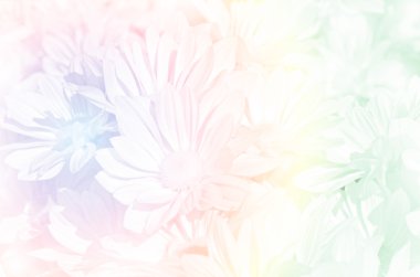 Krizantem Pastel tonda sprey türü.