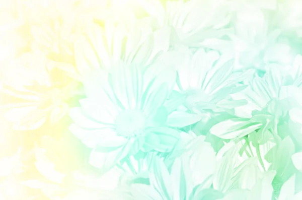 Spray Type of Chrysanthemum in Pastel Tone. — Stock Photo, Image