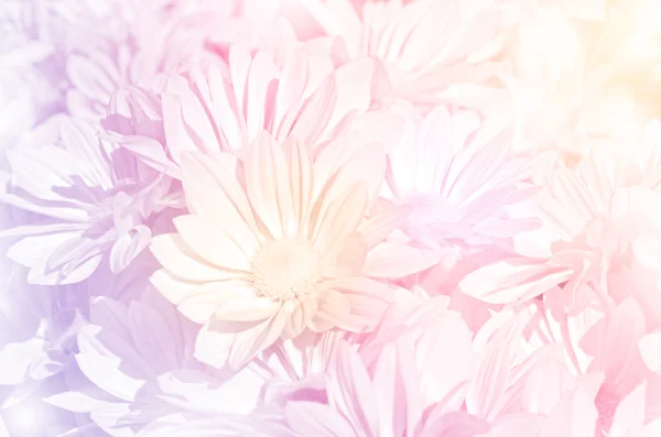 Spray typ av krysantemum i pastell ton. — Stockfoto