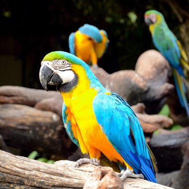 Mavi ve Sarı Macaw.