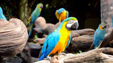 Mavi ve Sarı Macaw.