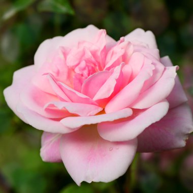 Bulanık gül bahçesi arka plan üzerinde pembe İngilizce gül.