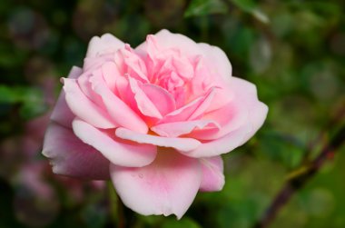 Bulanık gül bahçesi arka plan üzerinde pembe İngilizce gül.