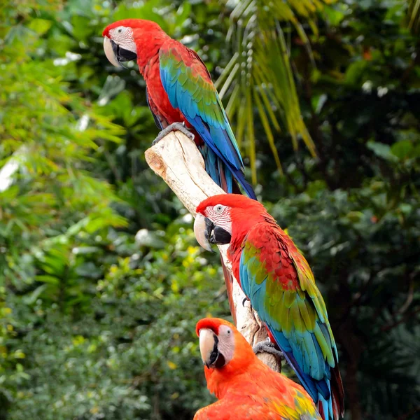 Scarlet Amerika papağanı (Ara macao). — Stok fotoğraf