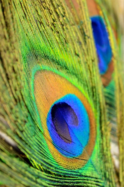 Padrão de textura de penas de pavão e cor em close-up . — Fotografia de Stock