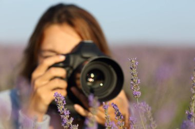 Fotoğrafçı, bir alanda lavantanın makro fotoğraflarını çekmek için DSR kamerasını kullanıyor
