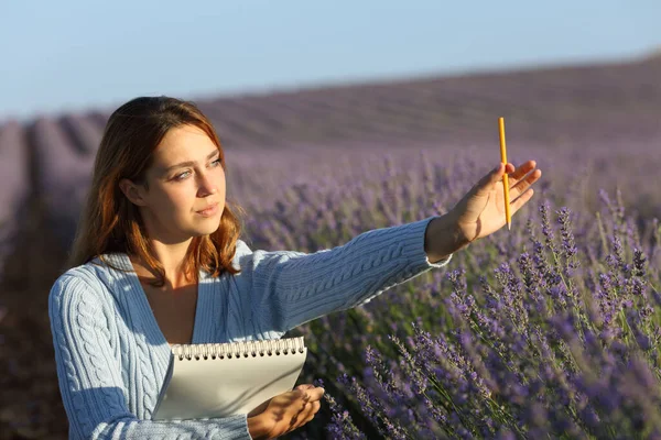 Woman drawing on notebook calculating perspective in a lavender field at sunset