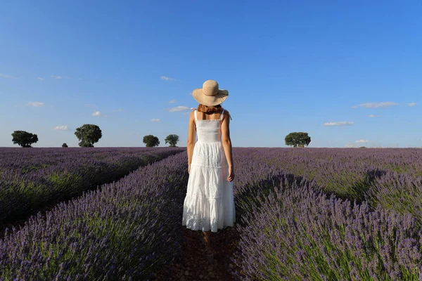 Rückansicht Einer Frau Weißen Kleid Die Durch Ein Lavendelfeld Geht — Stockfoto