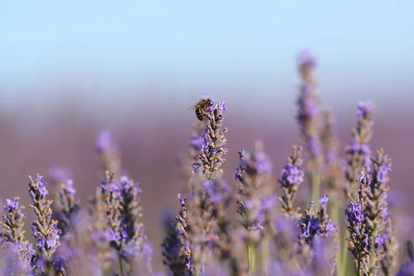 Nahaufnahme Einer Biene Einer Lavendelblüte Auf Einem Feld — Stockfoto