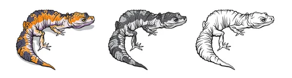 Σαυροειδές Γκέκο. Ερπετό στη φυσική άγρια ζωή απομονωμένο σε λευκό φόντο. Χρώμα, ασπρόμαυρη απεικόνιση και περίγραμμα για χρωματισμό. Εικονογράφηση διανύσματος — Διανυσματικό Αρχείο