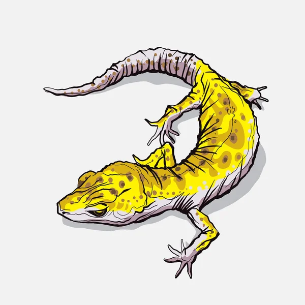 Gecko lagarto animal. Réptil em vida selvagem natural isolado em fundo branco. Vetor — Vetor de Stock