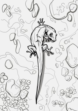 Güzel, uzun bir kertenkele. Çocuklar ve yetişkinler için sürüngen boyama sayfası, elle çizilmiş illüstrasyon. A4 beden. Duvar kağıtları, ambalajlar, kartpostallar ve posterler için tasarım. Siyah ve beyaz. Vahşi doğa.