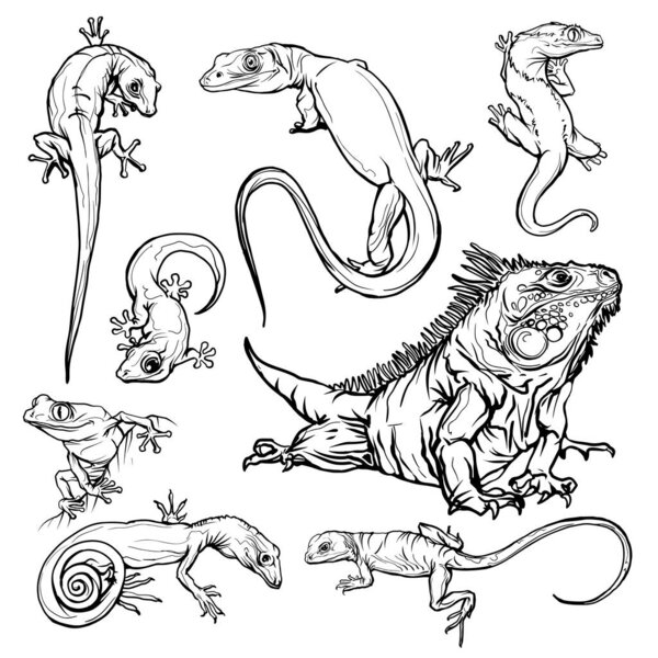 Set with beautiful different reptiles and lizards. Reptiles coloring page, hand drawn illustration. Design for wallpapers, packaging, postcards and posters. Black and white. Wild nature. Isolated