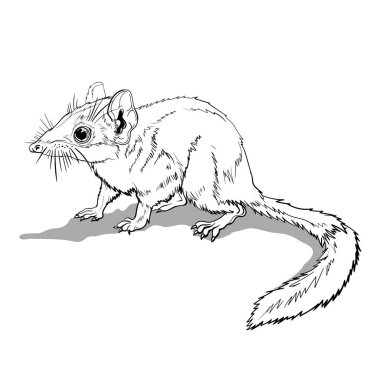Kovari keseli faresi. Dalda oturan sevimli kahverengi bir hayvan. Fare, uzun kuyruklu bir kemirgen. Çocuklar ve yetişkinler için boyama sayfası, el çizimi illüstrasyon.