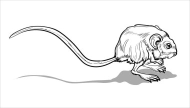 Hafif Küçük Jumper. Bir jerboa, küçük bir hayvan, çok uzun kuyruklu bir tarla faresi. Çocuklar ve yetişkinler için boyama sayfası.