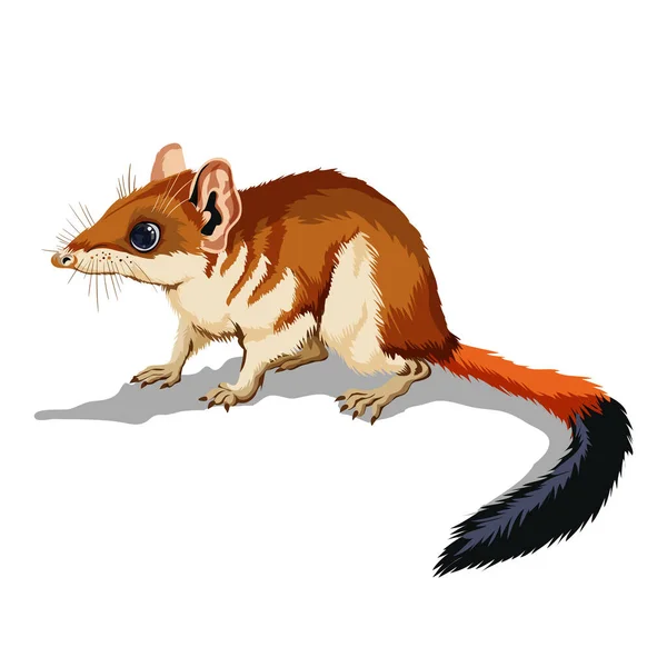 Ratón Marsupial Kovari Lindo Animal Marrón Sentado Ratón Roedor Con — Vector de stock