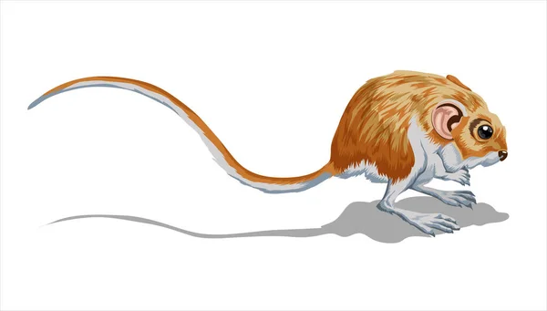 Pequeño puente ligero. Una jerboa, un pequeño animal, un ratón de campo con una cola muy larga. Aislar, a todo color con ilustración de vectores de carrera — Archivo Imágenes Vectoriales