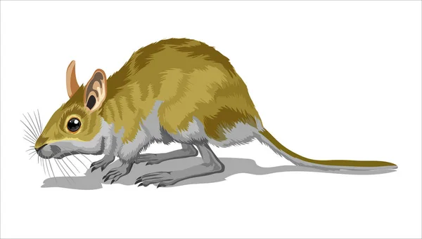 Pequeño puente ligero. Una jerboa, un pequeño animal, un ratón amarillo de campo con una cola muy larga. Aislar, a todo color con ilustración de vectores de carrera — Vector de stock