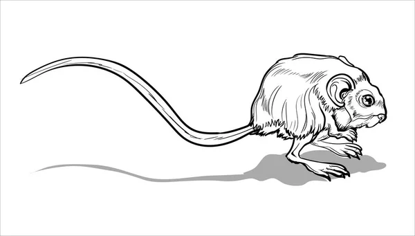 Pequeño puente ligero. Una jerboa, un animal pequeño, un ratón de campo con una cola muy largo.Página para colorear para niños y adultos, ilustración dibujada a mano — Vector de stock