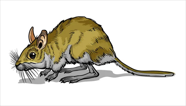 Lekki mały skoczek. Jerboa, małe zwierzę, polna żółta mysz z bardzo długim ogonem. Mysz, gryzoń z długim ogonem. Izolacja, pełny kolor z wektorem skoku ilustracji — Wektor stockowy