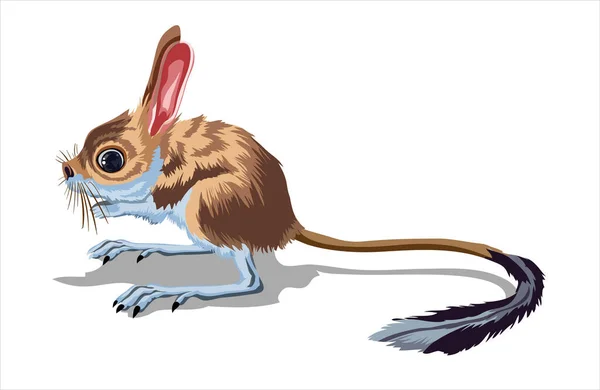 Light Small Jumper. A jerboa, a small animal, a field mouse with a very long tail. Isolate, full color with stroke vector illustration.