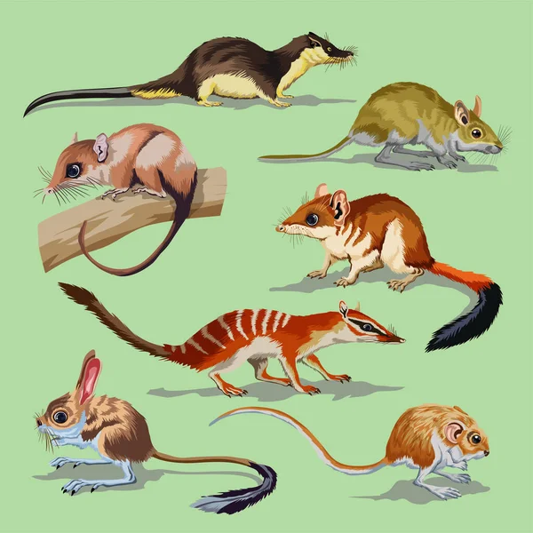 Set Con Diferentes Roedores Colección Animales Opossum Jerboa Field Mouse — Archivo Imágenes Vectoriales