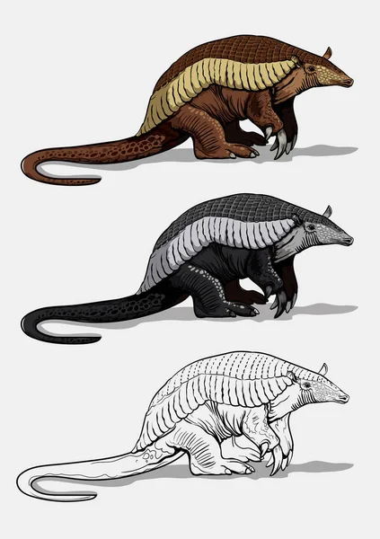 Armadillo Gigante Con Patas Gruesas Está Suelo Gran Animal Gordo — Vector de stock