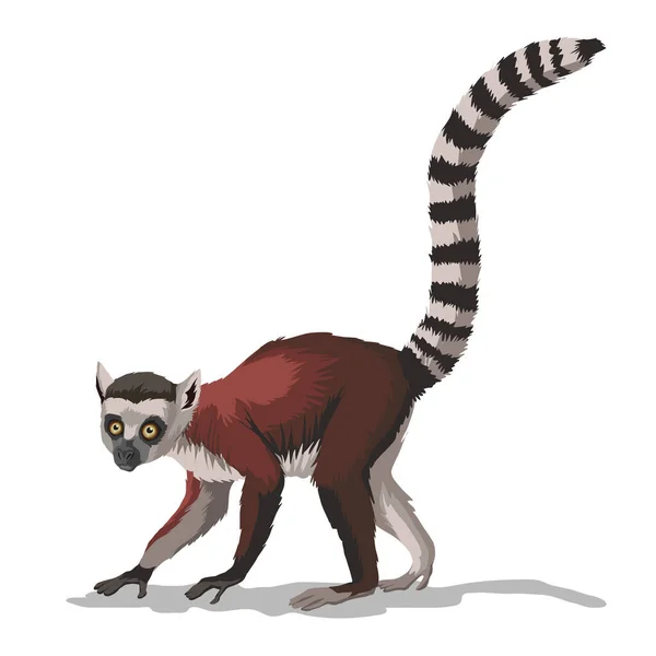 Streifenschwanzmakaken Oder Lemuren Mit Ein Affentier Mit Einem Sehr Langen — Stockvektor