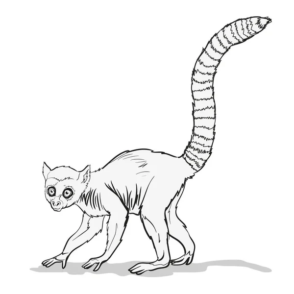 Streifenschwanzmakaken Oder Lemuren Mit Ein Affentier Mit Einem Sehr Langen — Stockvektor