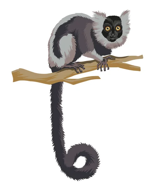 Lange Geflieste Schwarze Und Weiße Lemuren Ein Affe Primat Tier — Stockvektor