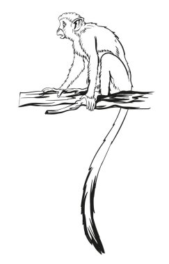 Uzun kuyruklu maymun ya da daldaki küçük maymun. Beyaz arka planda izole edilmiş. Çocuklar ve yetişkinler için boyama sayfası, el çizimi illüstrasyon.