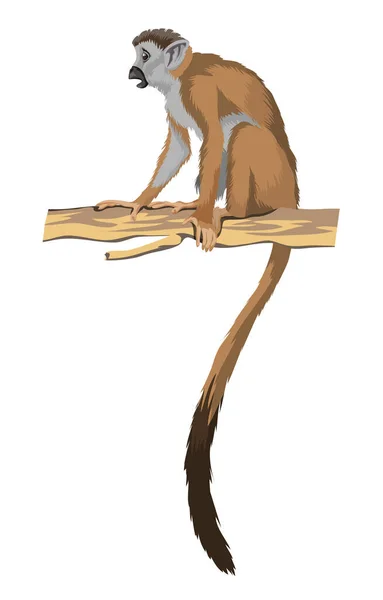 Desenho Vetorial Fofo Brincando De Clipart De Macaco Clipart De