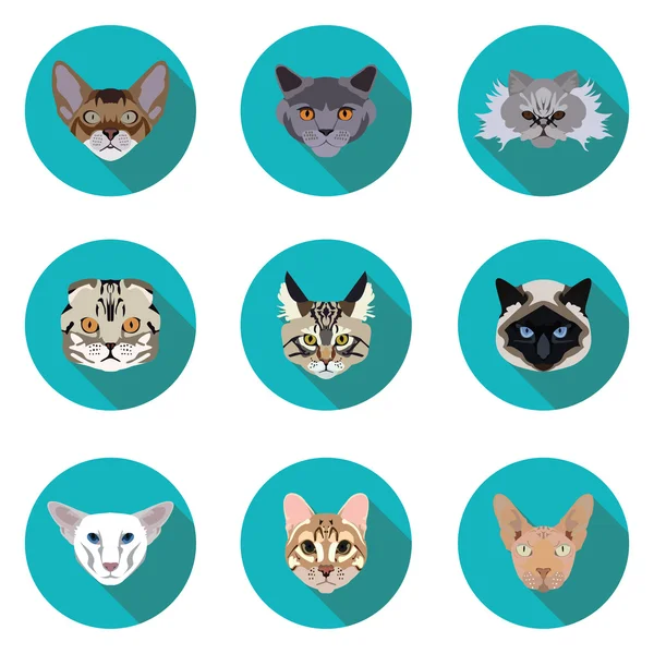 Flat Icons Set von Rassekatzen — Stockvektor