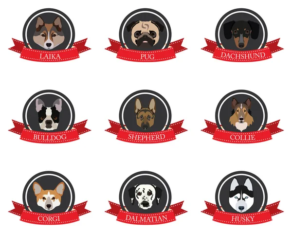 Iconos planos de perros pedigrí con los nombres — Vector de stock