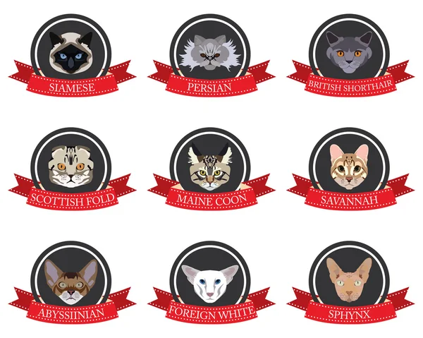 Conjunto de iconos planos de pedigreed gatos con los nombres — Archivo Imágenes Vectoriales