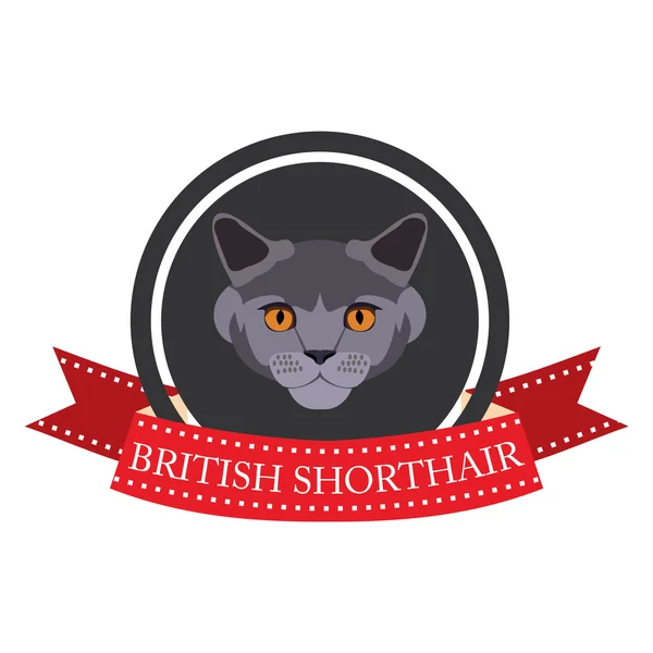 플랫 아이콘 혈통이 분명 한 고양이 영국 쇼트헤어 — 스톡 벡터