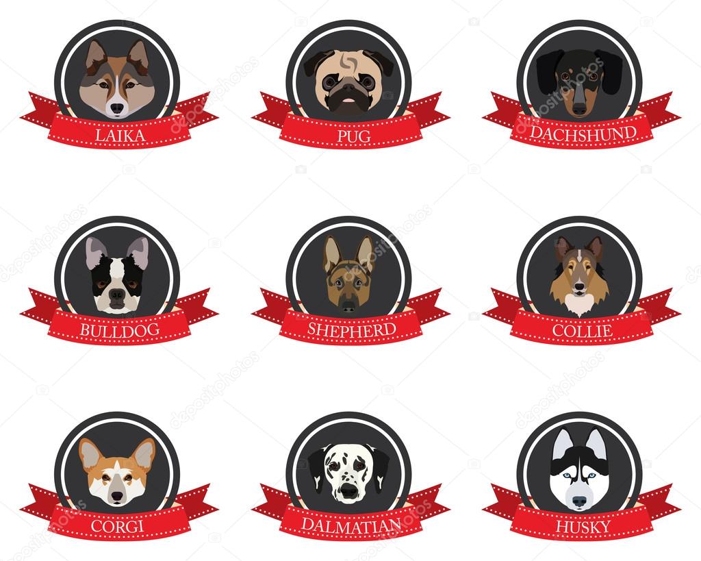 flat icons of pedigree dogs with the names