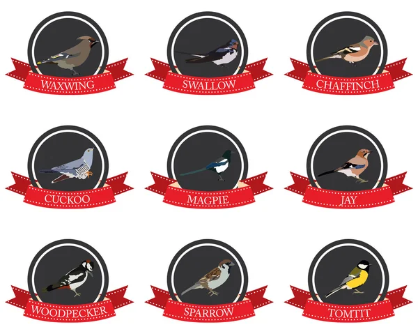 Pássaro ícone plana com nomes — Vetor de Stock