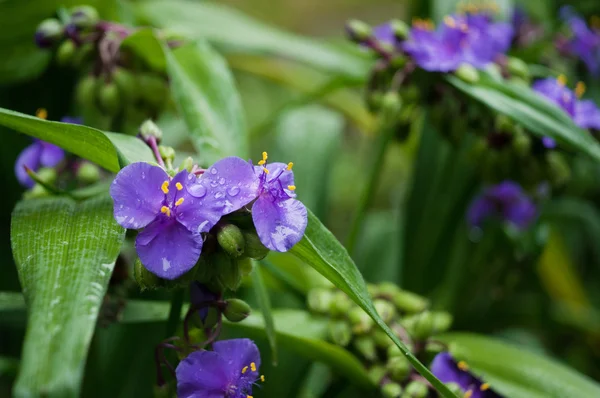 Blauwe bloemen met waterdrops — Stockfoto